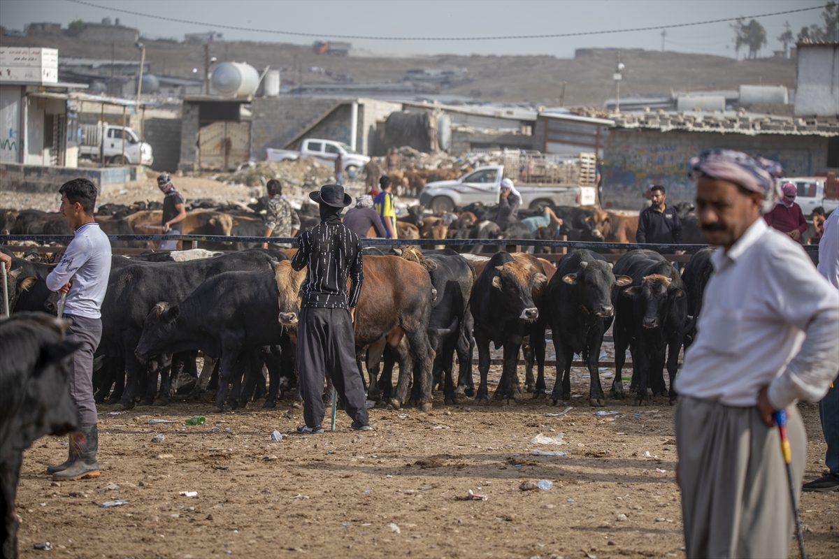 قبيل عيد الأضحى.. "حركة دؤوبة" في أسواق الماشية باربيل في إقليم كوردستان