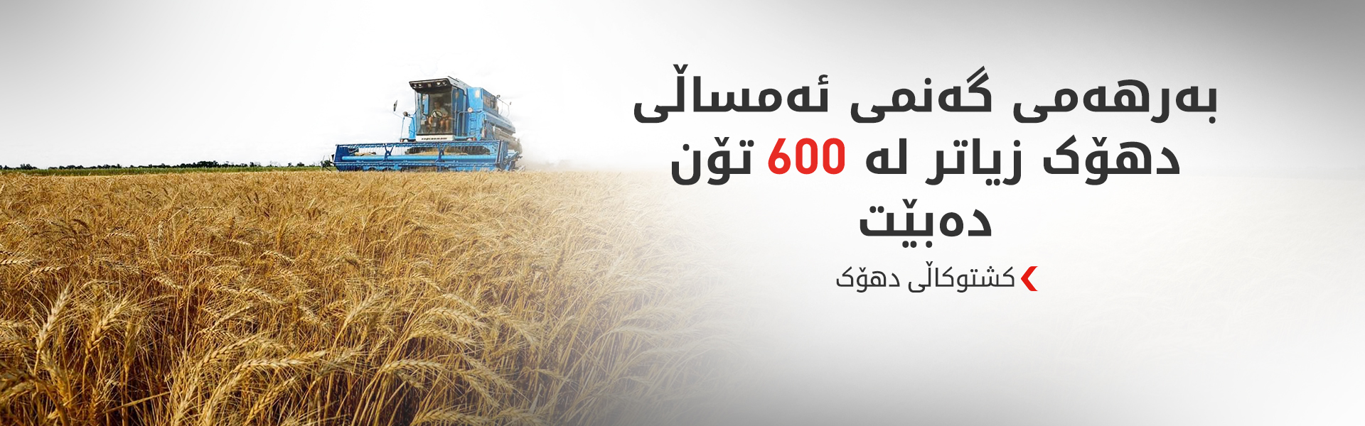 کشتوکاڵی دهۆک: گەنمی ئەمساڵ زۆرە و پشکەکەی بەغداش کەمە