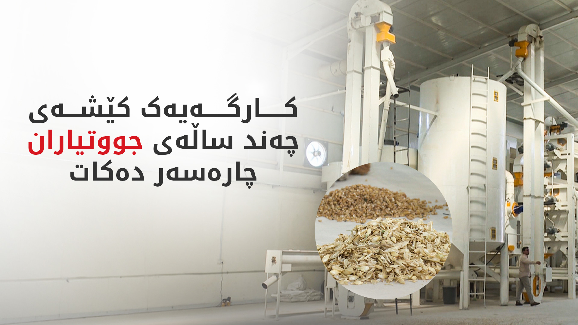 کارگەیەک رۆژانە 200 تۆن گەنم پاک دەکاتەوە