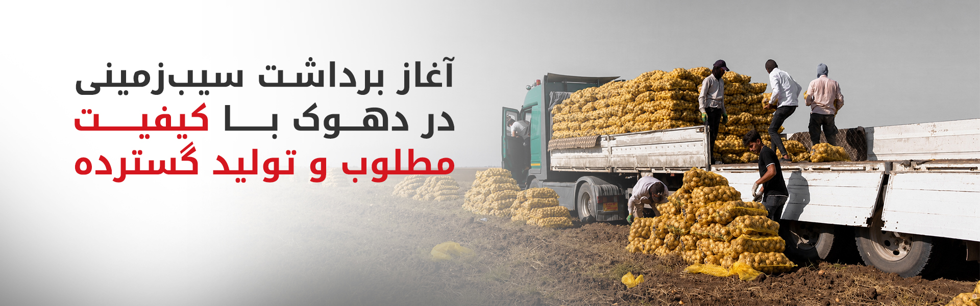 پیش‌بینی تولید بیش از ۲۰۰ هزار تن سیب‌زمینی در دهوک طی سال جاری