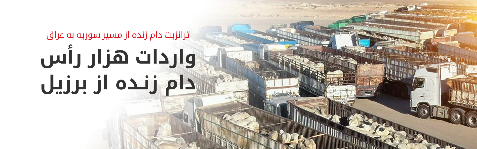 ورود محموله‌ی بزرگ دام زنده از برزیل به عراق