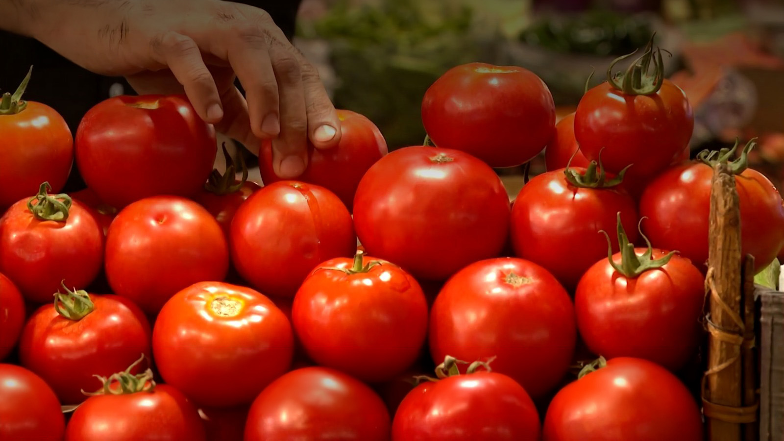 Close-up photograph of a hand selecting fresh, red tomatoes. (Photo: Kurdistan24)
