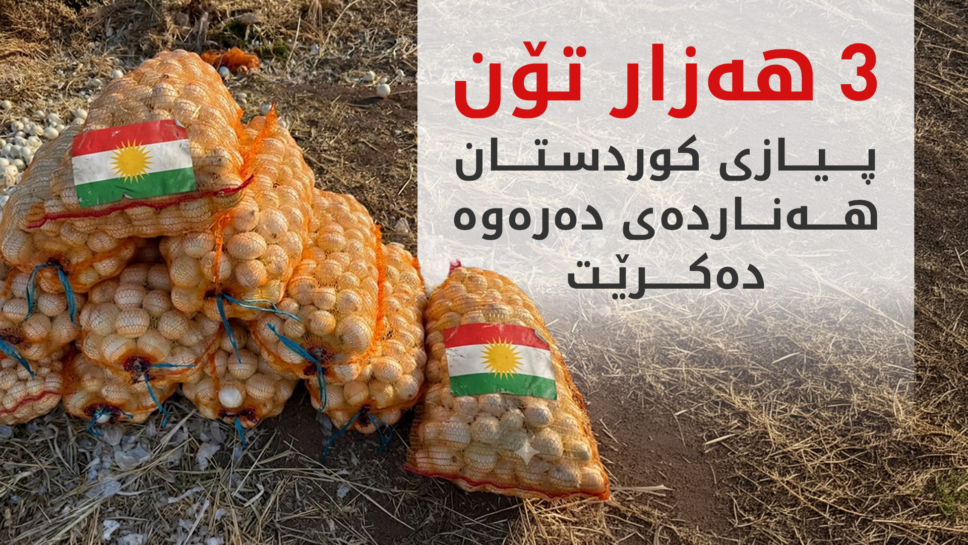 یەکەمجارە پیازی کوردستان هەناردەی دەرەوە دەکرێت