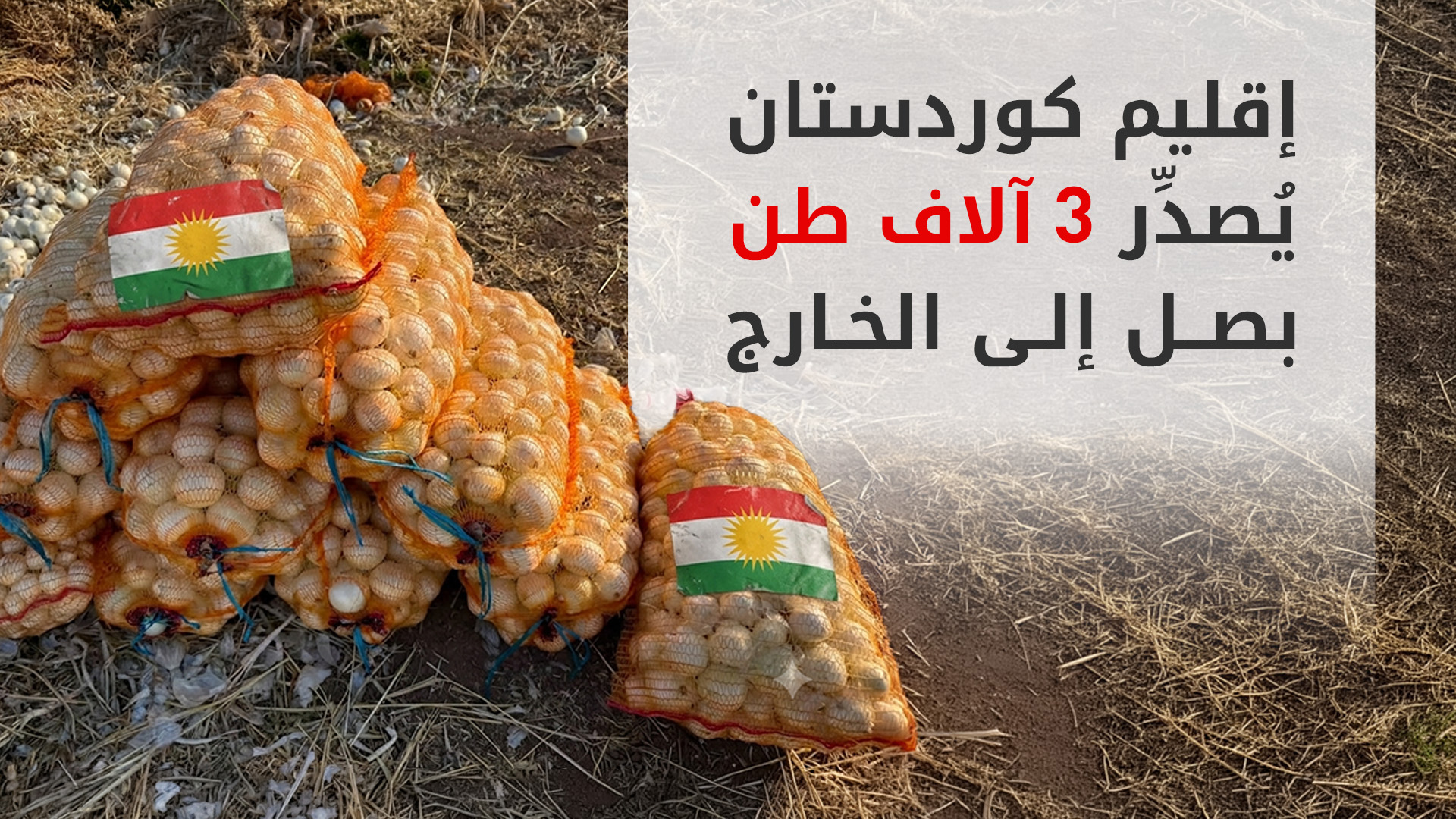 لأول مرة.. إقليم كوردستان يبدأ بتصدير إنتاج البصل إلى الخارج