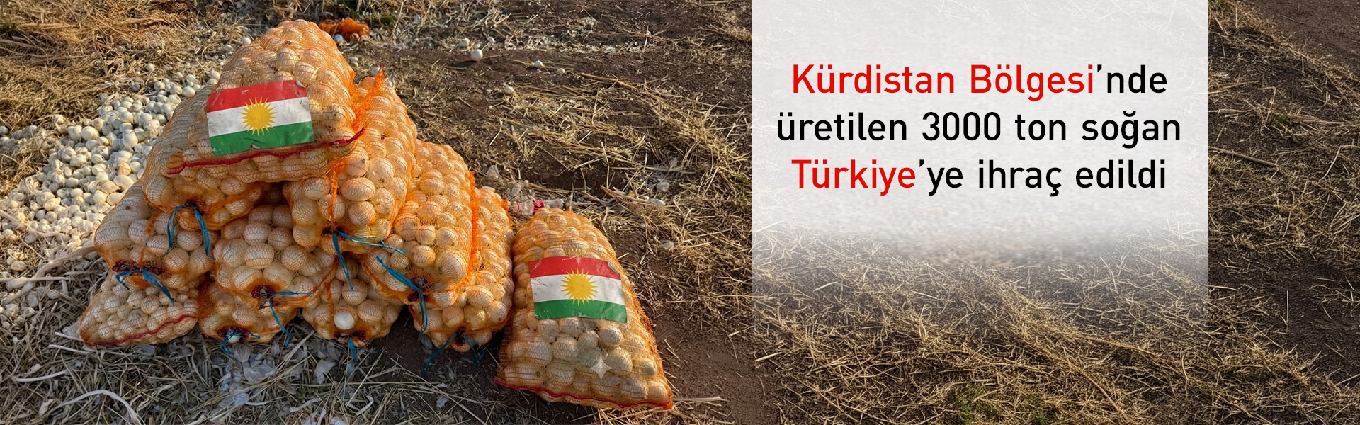 Kürdistan Bölgesi’nden Türkiye’ye kuru soğan ihracatı başladı