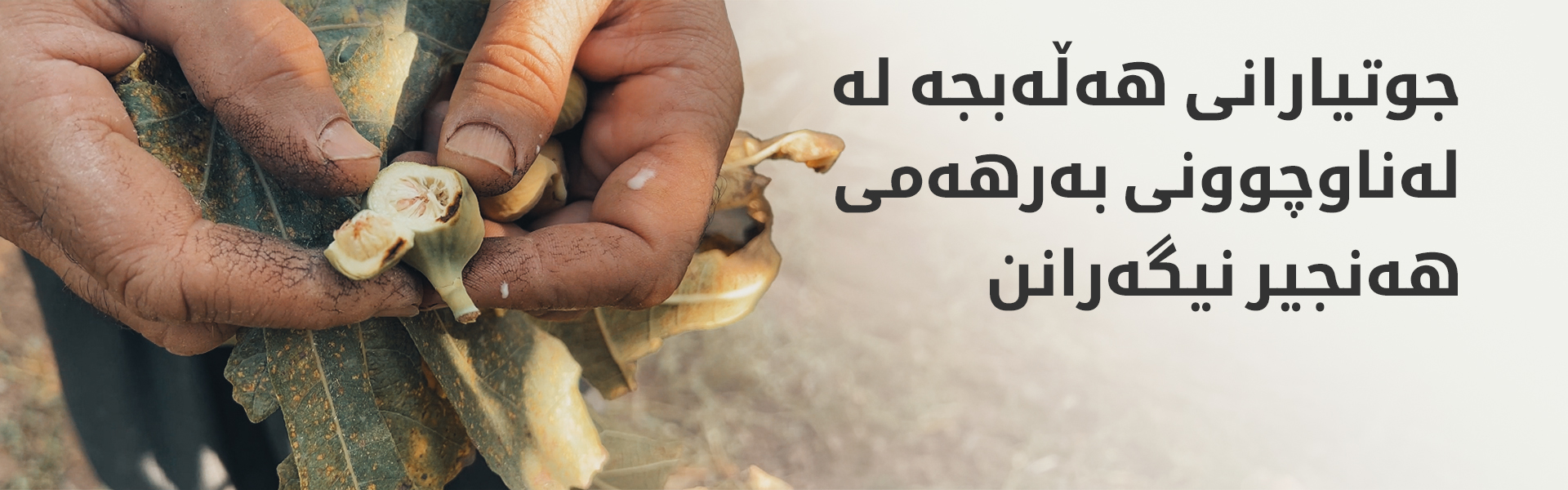مێروویەک بووەتە مەترسی لەسەر بەرهەمی هەنجیری هەڵەبجە