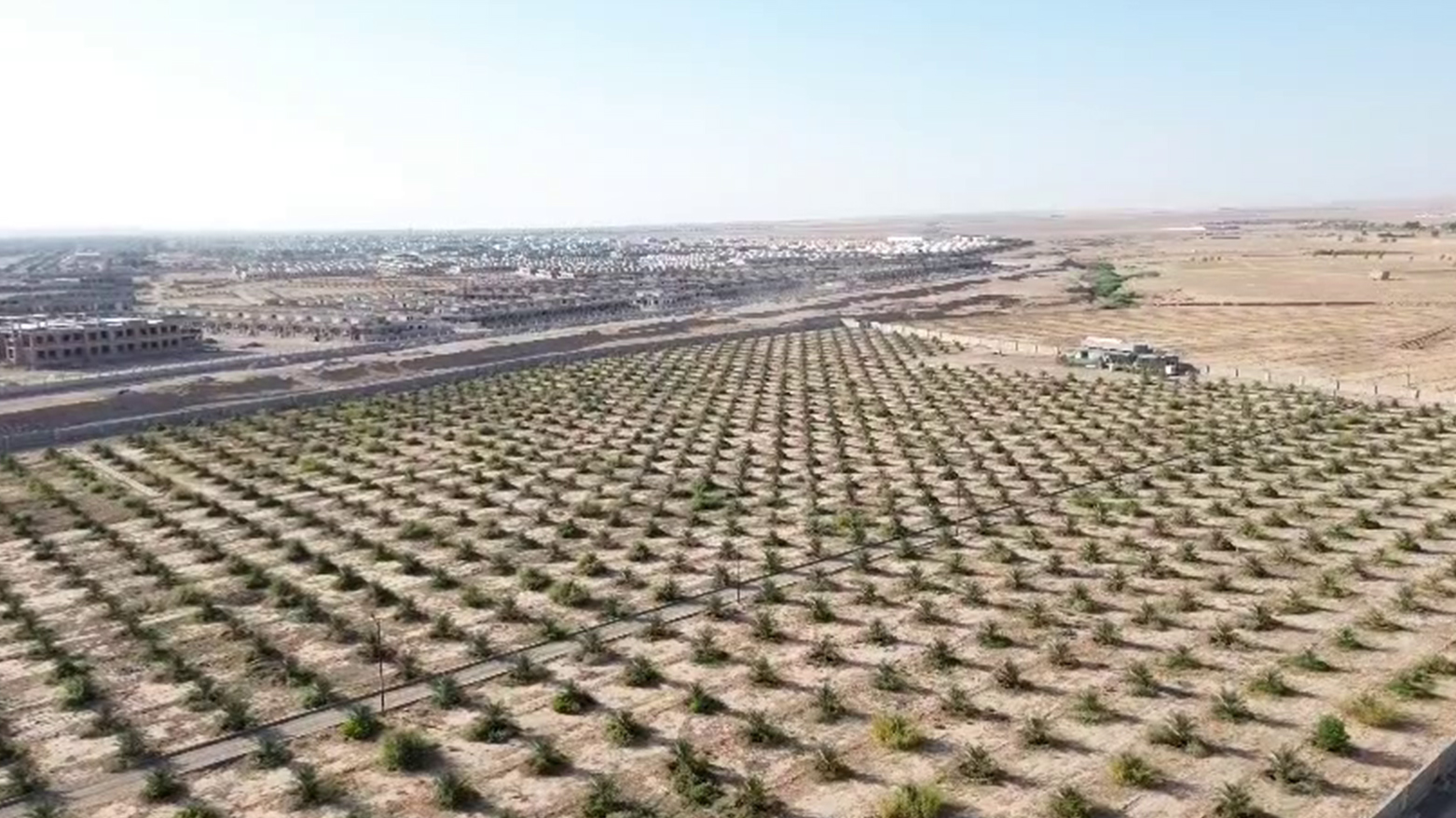 نمای هوایی از نخلستان گرمیان