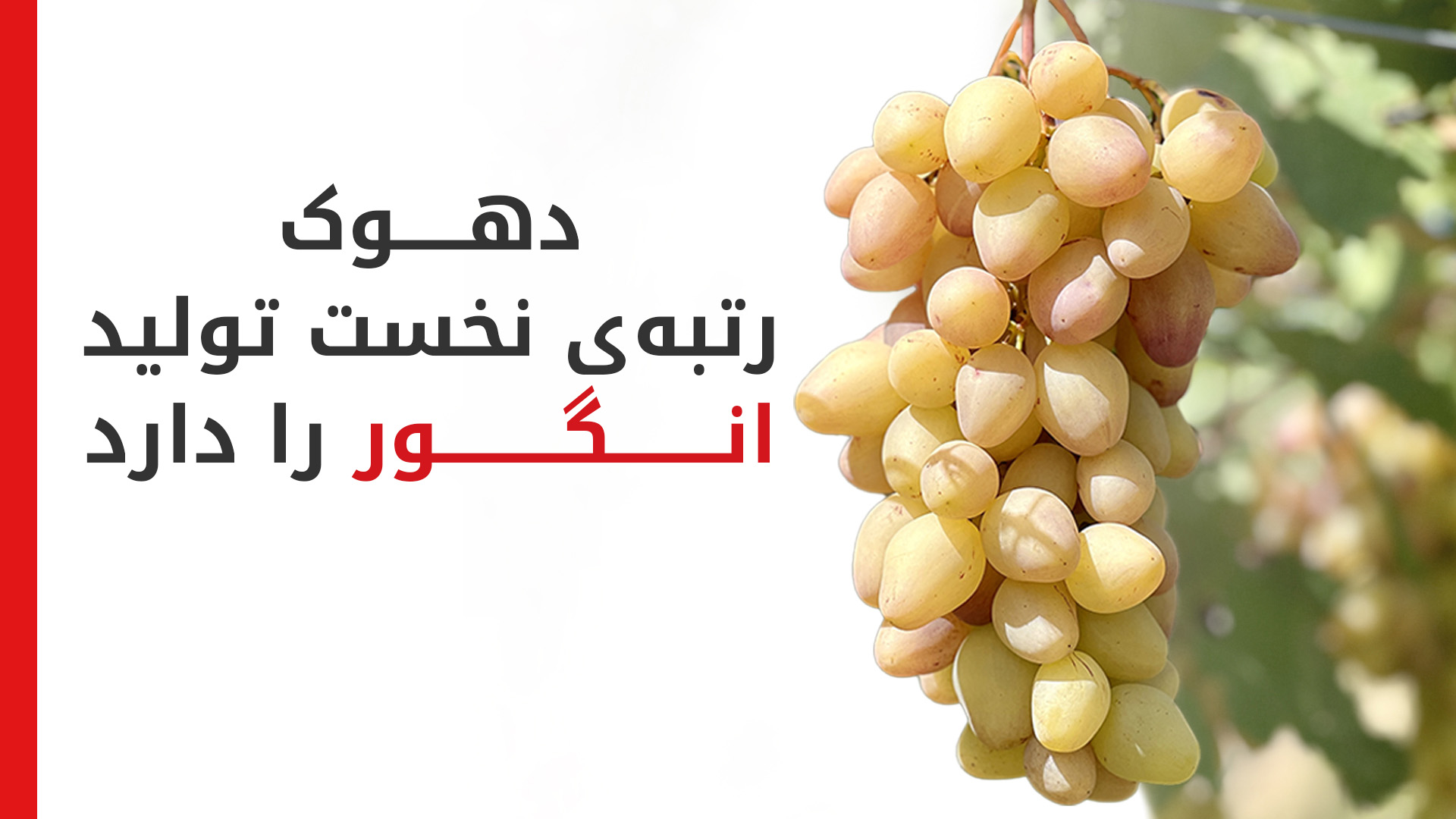پیش‌بینی برداشت ۸۰ هزار تُن انگور در دهوک