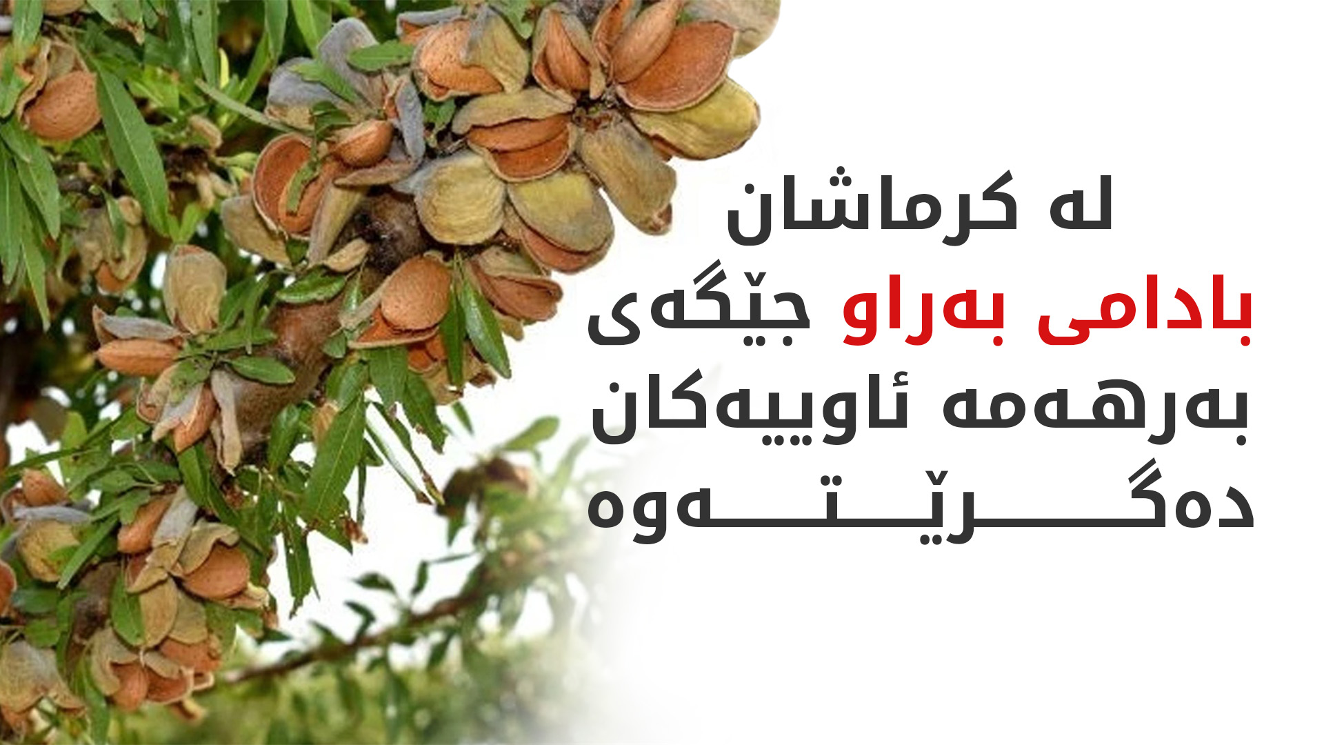 لە  کرماشان جووتیاران روویان لە چاندنی بادامی بەراو کردووە