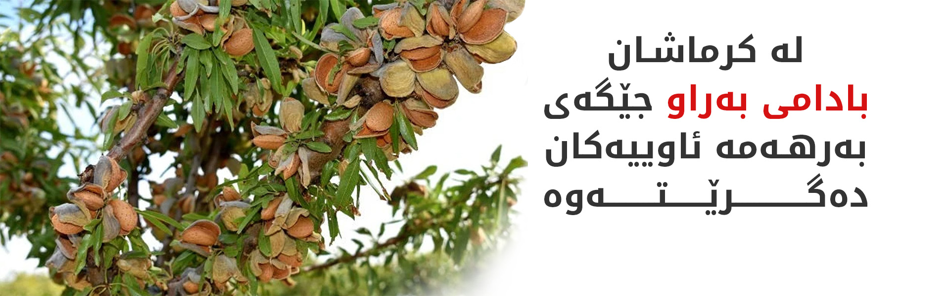 لە  کرماشان جووتیاران روویان لە چاندنی بادامی بەراو کردووە