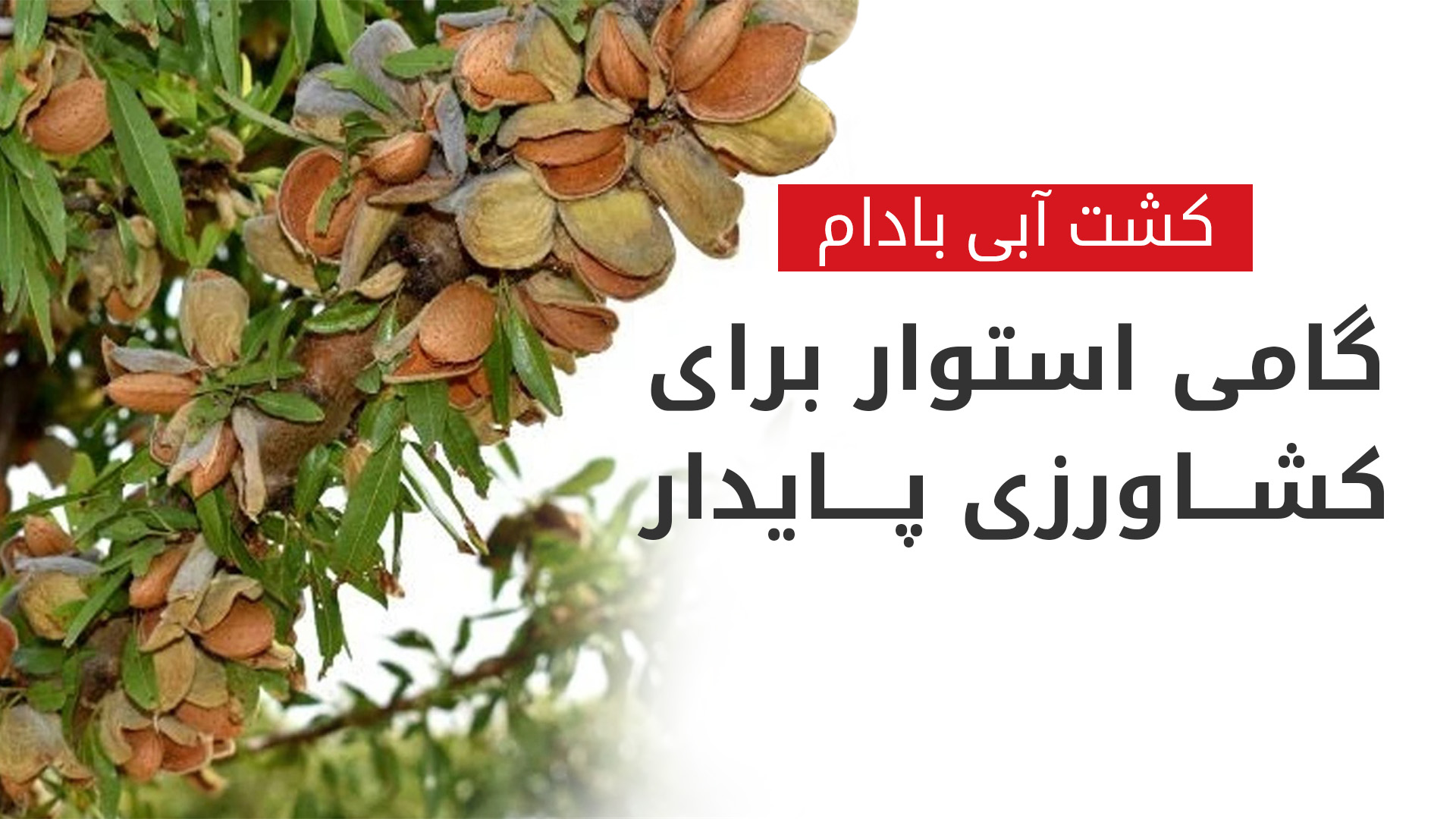 توسعه‌ی باغ‌های آبی بادام در کرمانشاه