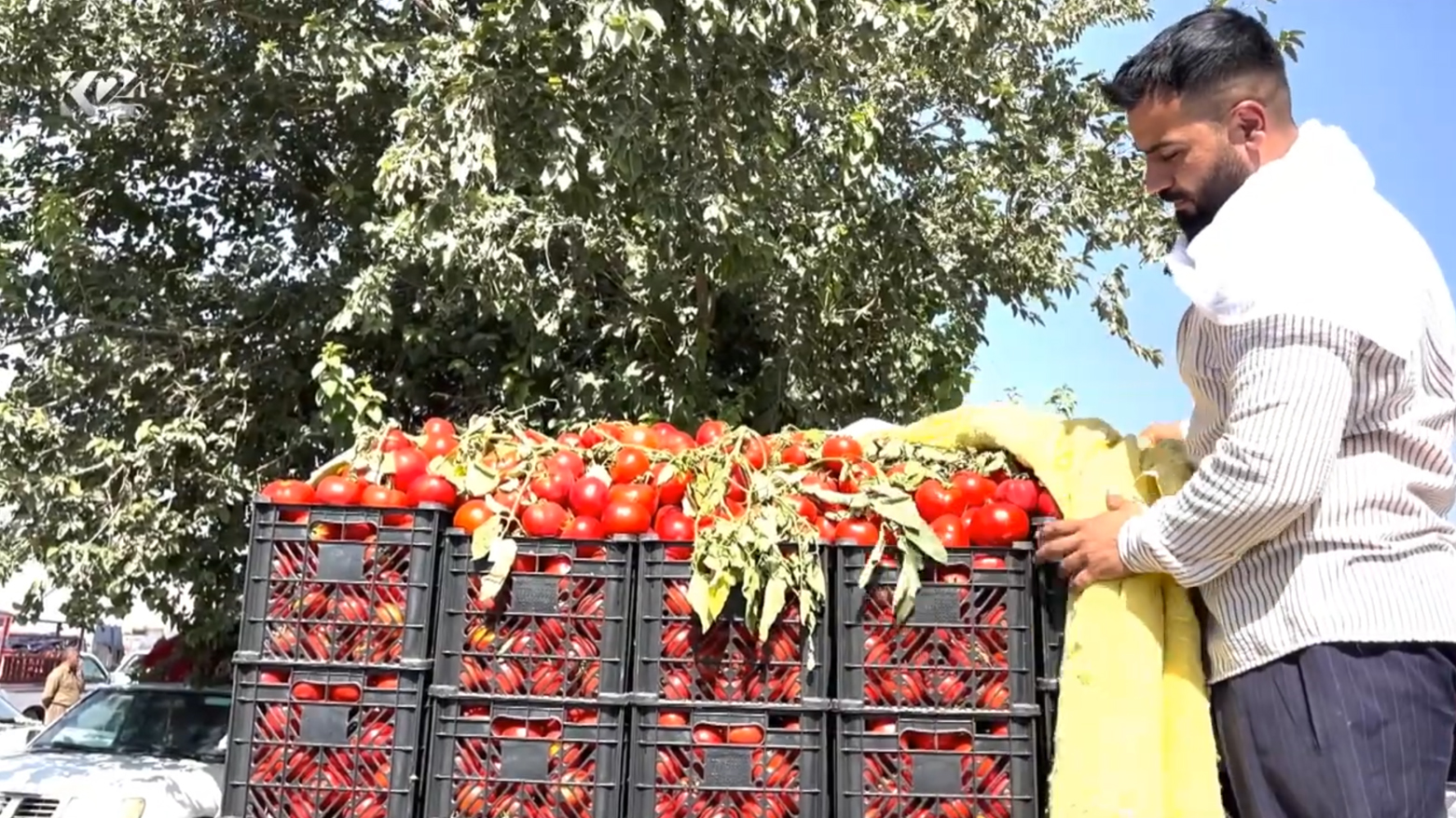 مزرعه‌ای در پنجوین