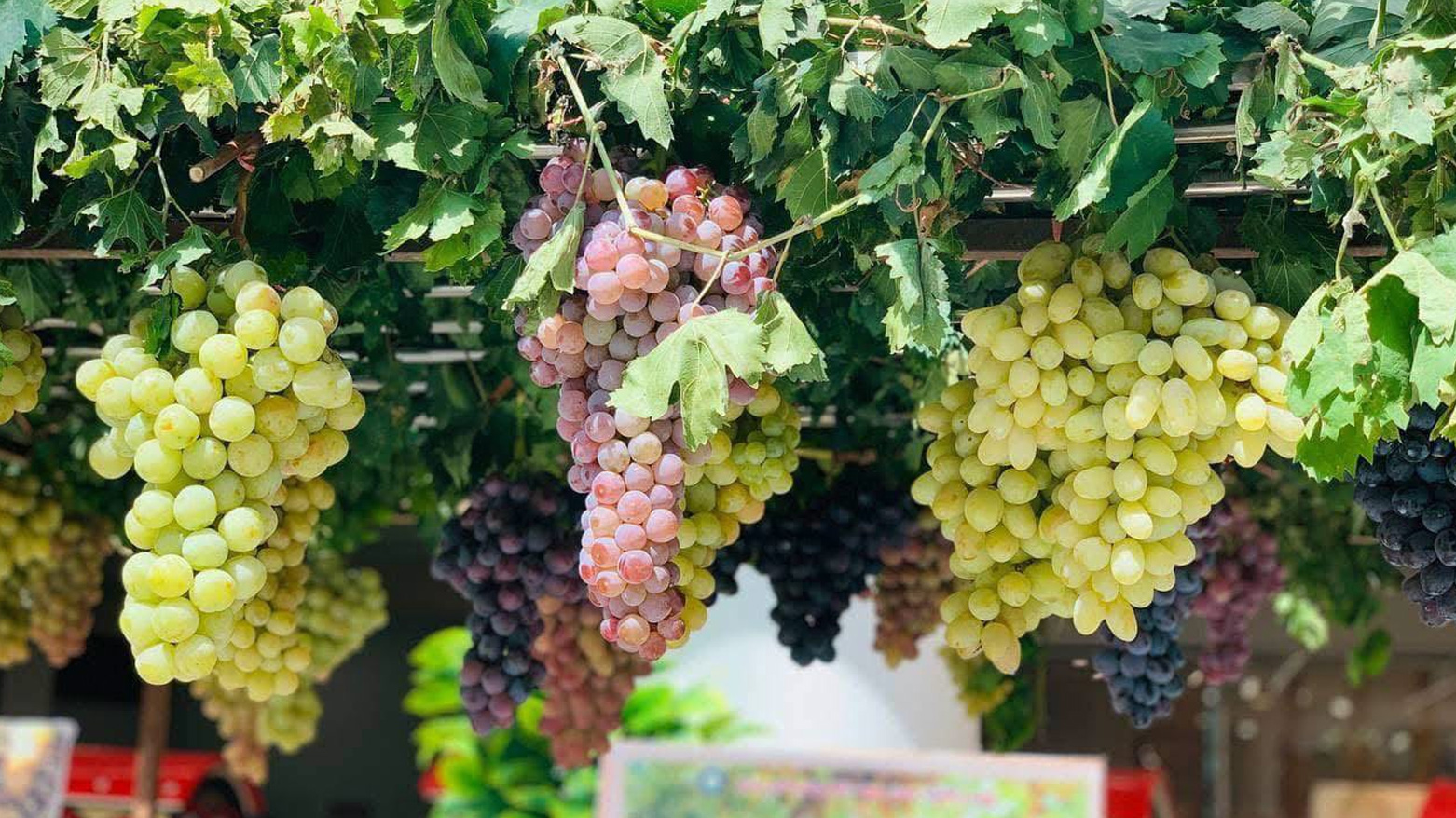 The photo shows clusters of grapes. (Photo: Kurdistan24)