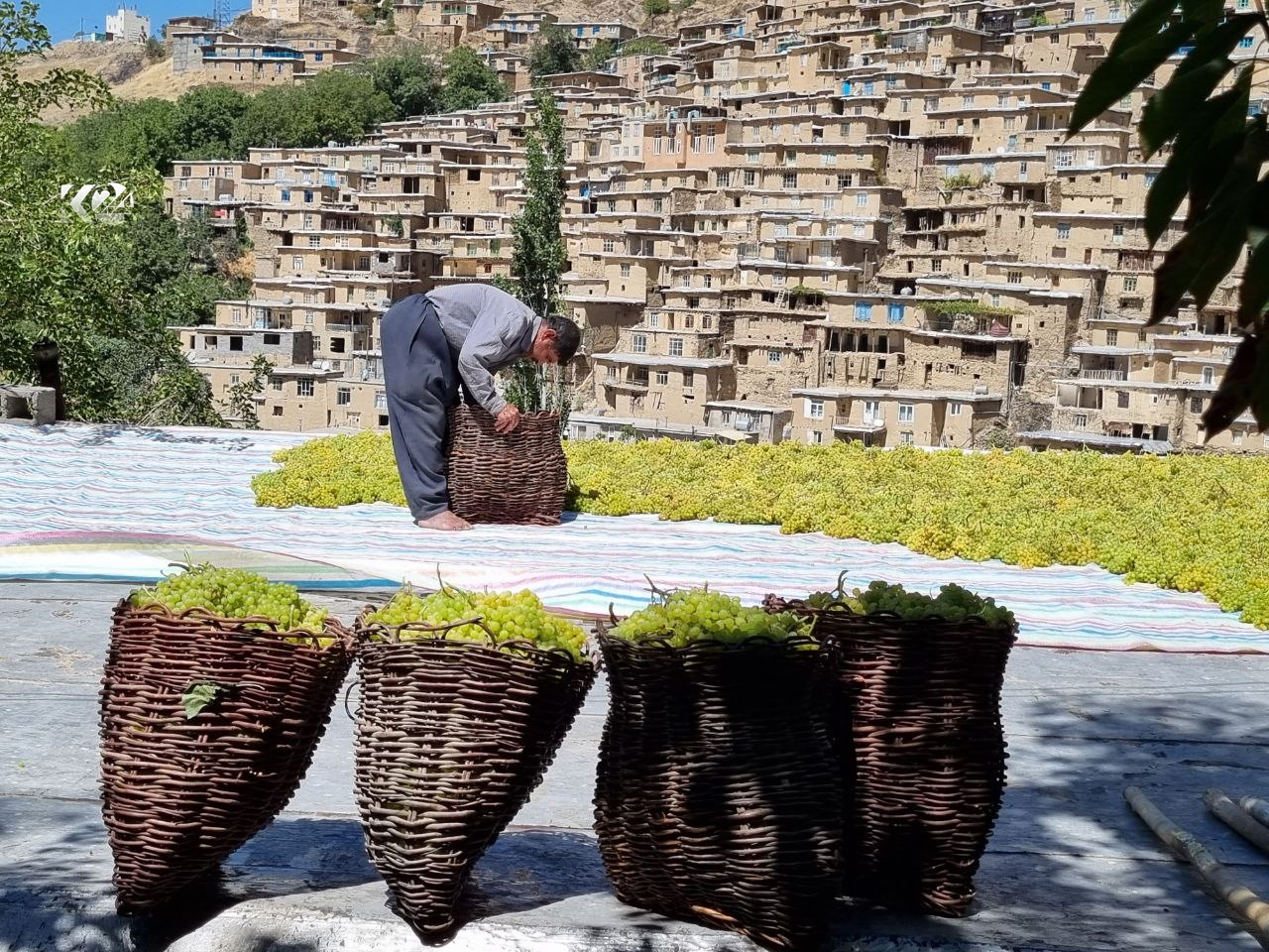 ذهب الكروم.. مشاهد من موسم صناعة "الزبيب" في قرية دولاب الكوردستانية
