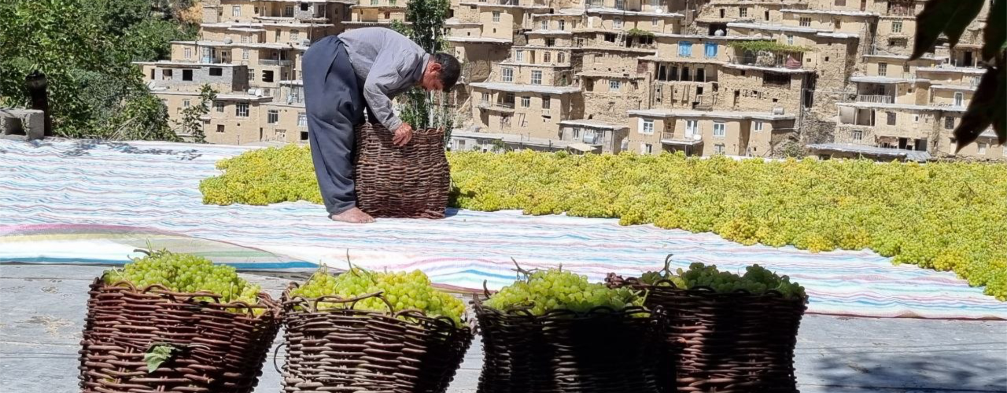 کشمیشەکانی سنەی رۆژهەڵاتی کوردستان