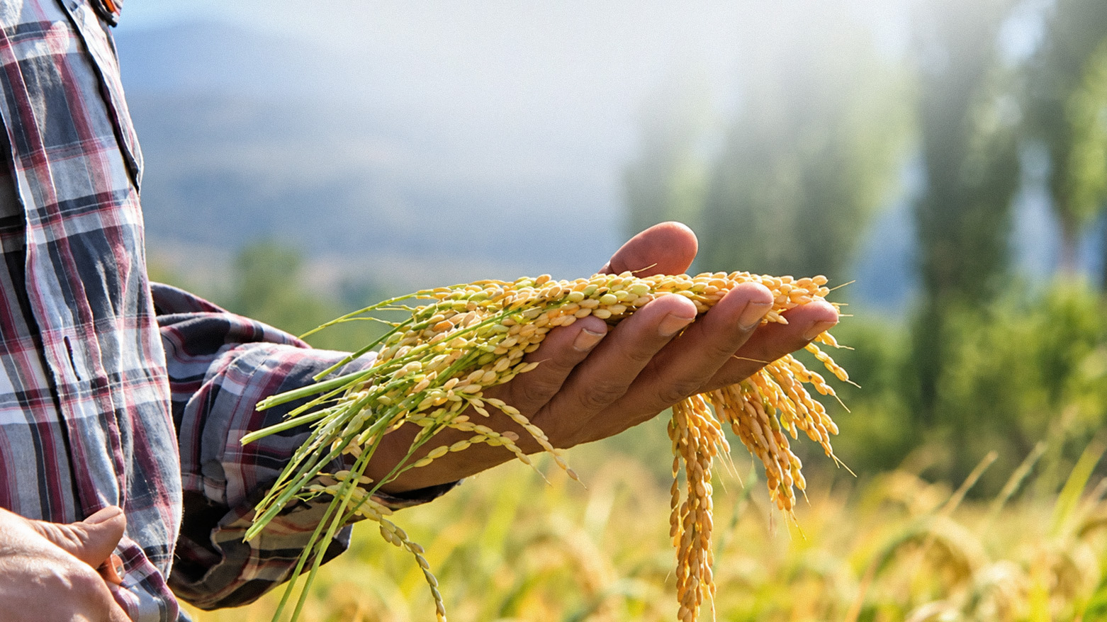 A Kurdish farmer in Akre examines freshly harvested rice produced on his farmland in the district, Duhok province. (Photo:)