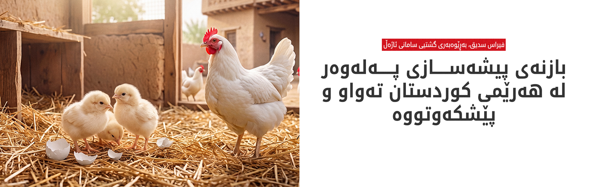 هەرێمی کوردستان لە بەرهەمهێنانی هێلکەی تروکاندن گەیشتووەتە ئاستی خودبژێوی