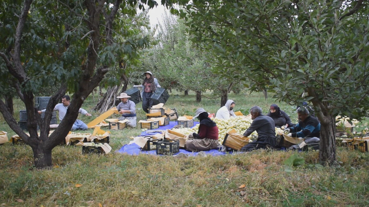 گەمارۆی دەریایی سەر بەندەرەکانی ئێران بەرۆکی باخەوانانی شنۆ دەگرێتەوە