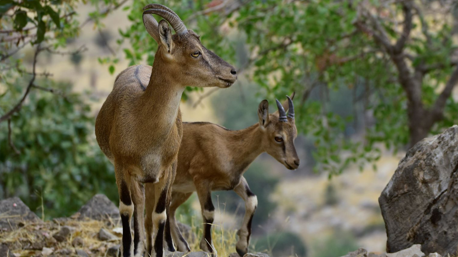 Barzan Wildlife Thrives Under Decades of Environmental Protection