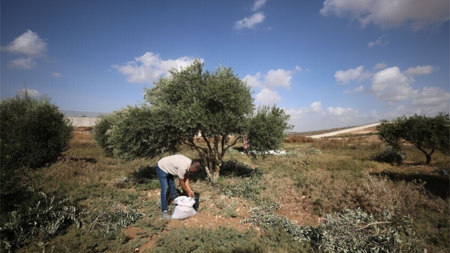 سوپای ئیسرائیل رێگە بە چنینەوەی زەیتوون لە ناوچە سنوورییەکان دەدات