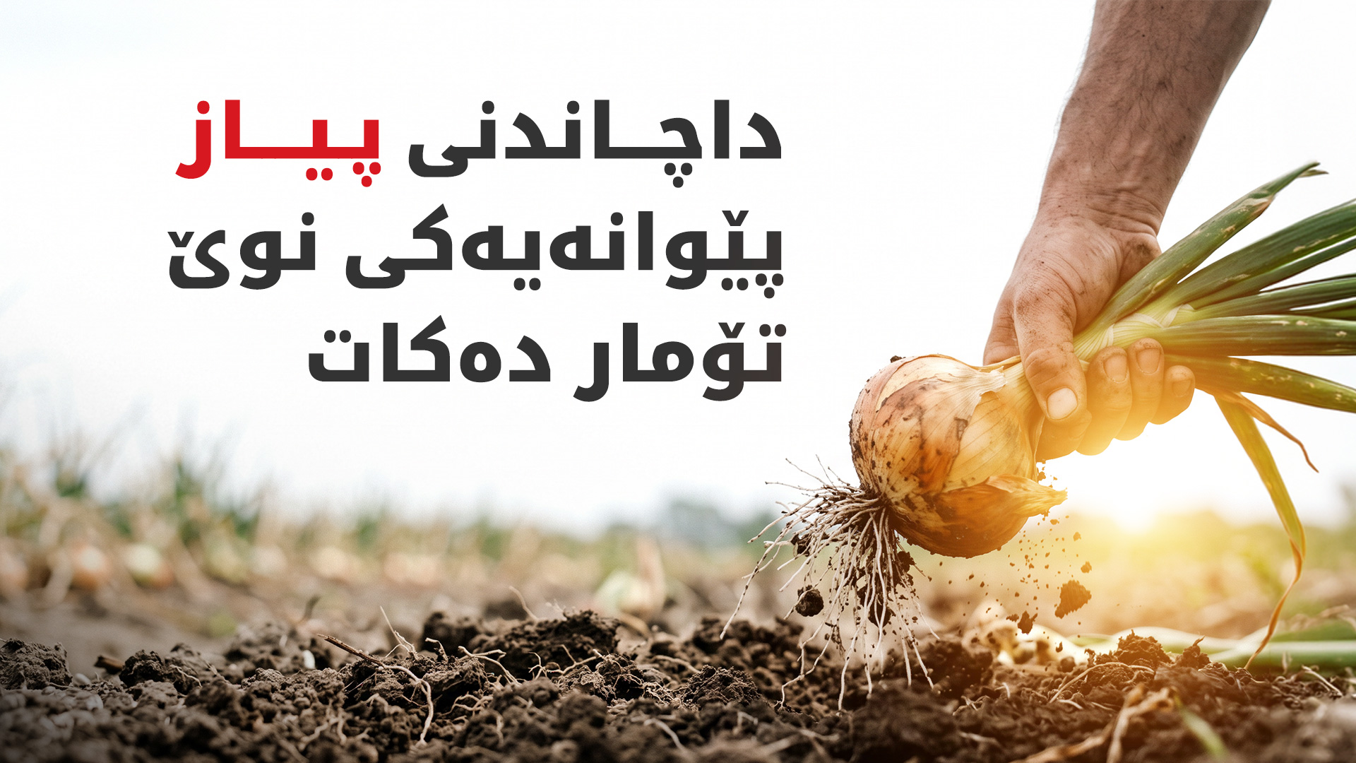 ئەمساڵ 7 هەزار دۆنم زەوی بە پیاز دەچێندرێت