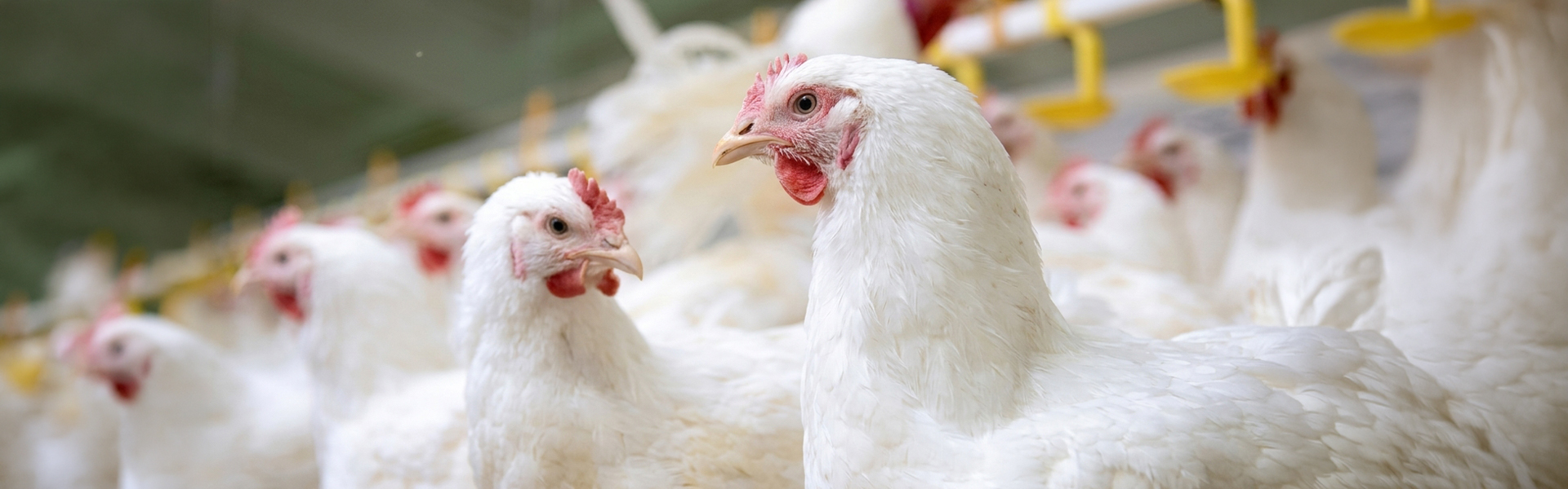 KRG: Kurdistan Region Exports Over 3 Billion Eggs And 350,000 Tonnes Of Chicken Annually