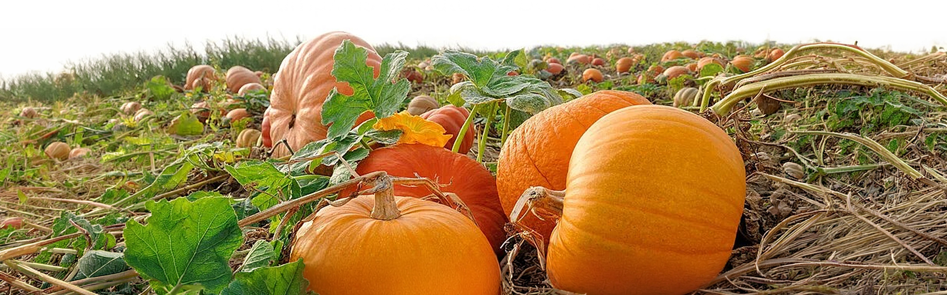Erbil Farmers Meet Strong Demand for Pumpkins as Halloween Season Arrives