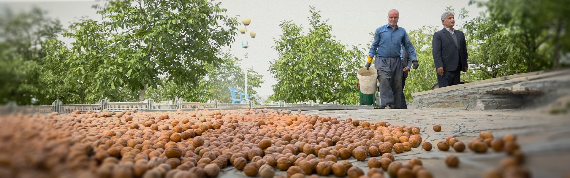 Sanandaj Expects 32,000-Tonne Walnut Harvest as Orchards Expand