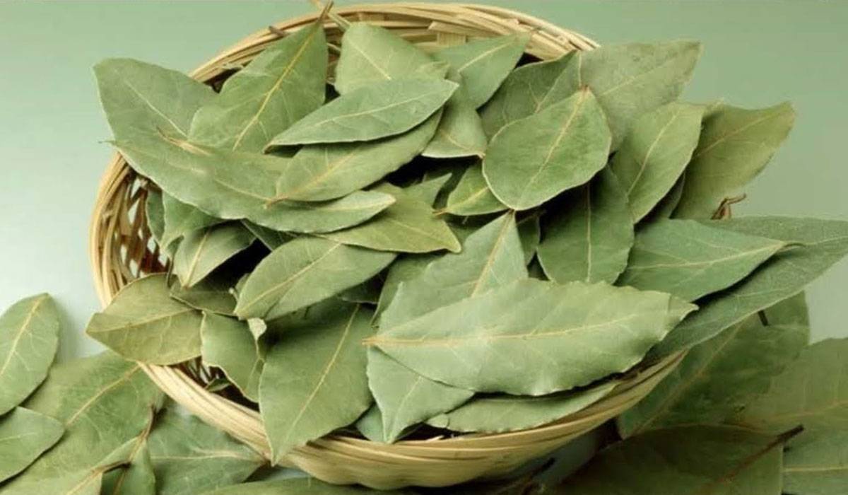 گه‌ڵای غار