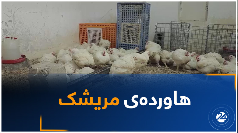 هاوردەکردنی مریشک