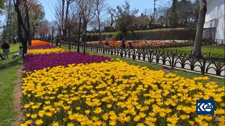 Li Stenbolê wek kevneşopiyekê 8 milyon lale hatin çandin