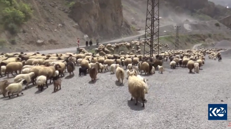 Koçerên Colemêrgê berê xwe didin zozanan
