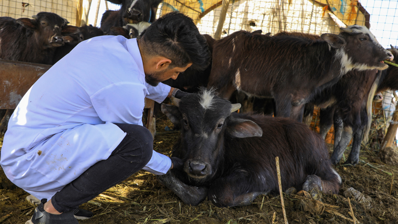 Veterinarian Karrar Ibrahim Hindi examines a sick buffalo, at a farm in the marshes of Iraq's southern district of Chibayish in Dhi Qar province, March 26, 2022. (Photo: Asaad Niazi/AFP)