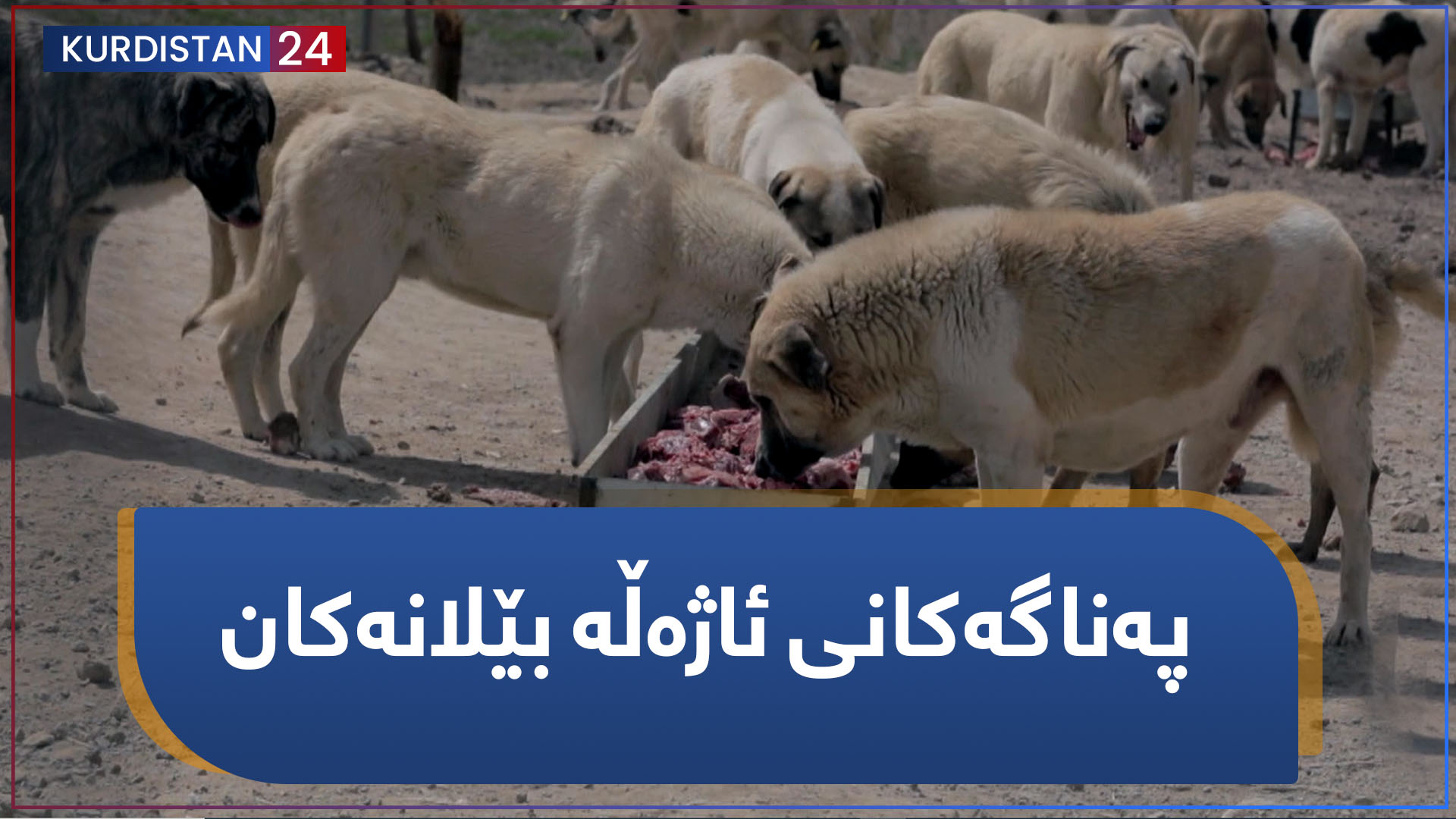 بنکۆڵ | پەناگەکانی ئاژەڵە بێلانەکان