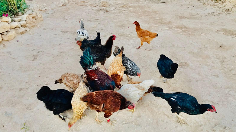 Pirojeyeke &Icirc;n&icirc;siyat&icirc;fa Leyla 