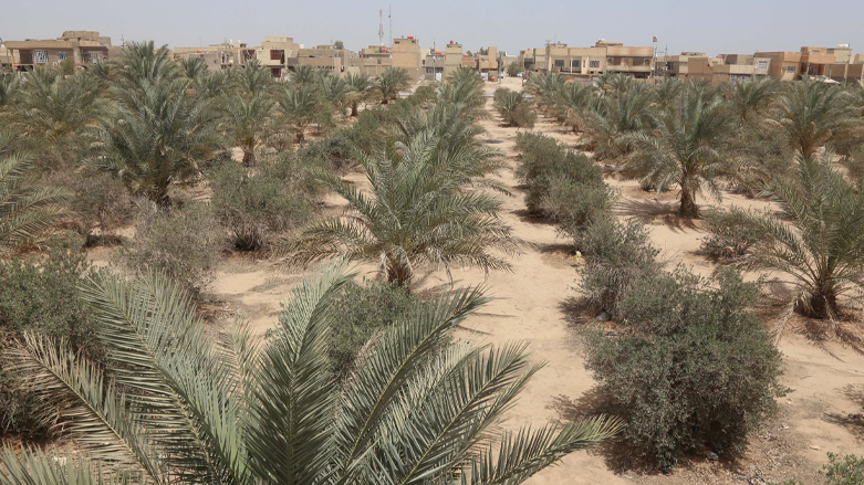 A view of a palm and olive grove in the "green belt" area of Iraq's central city of Karbala, April 18, 2022. (Photo: Mohammed Sawaf/AFP)