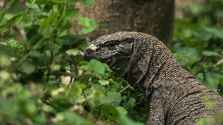 مارمێلکەی Monitor Lizard