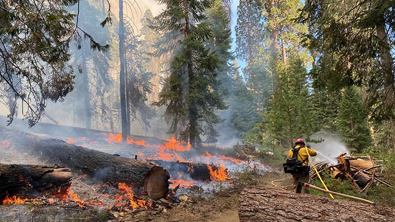 له‌ناوچوونی دارستانه‌كان مه‌ترسییه‌كی گه‌وره‌یان له‌سه‌ر ژینگه‌ی جیهان درووستكردووه‌