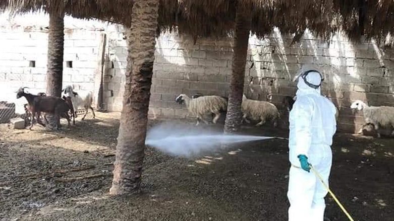 A healthcare worker in Iraq sprays pesticides on livestock to prevent the spread of animal-borne viral hemorrhage fevers (Photo: Handout/Iraqi Ministry of Agriculture)