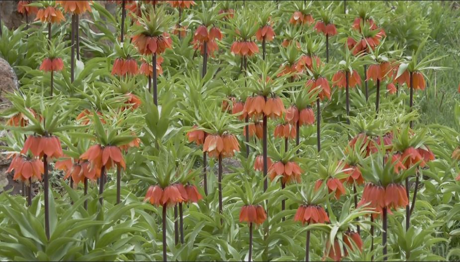 Crown imperial flowers, locally known as Shler blooms, are pictured at a field in Balakayati area of Erbil province, April 24, 2023. (Photo: Kurdistan 24)