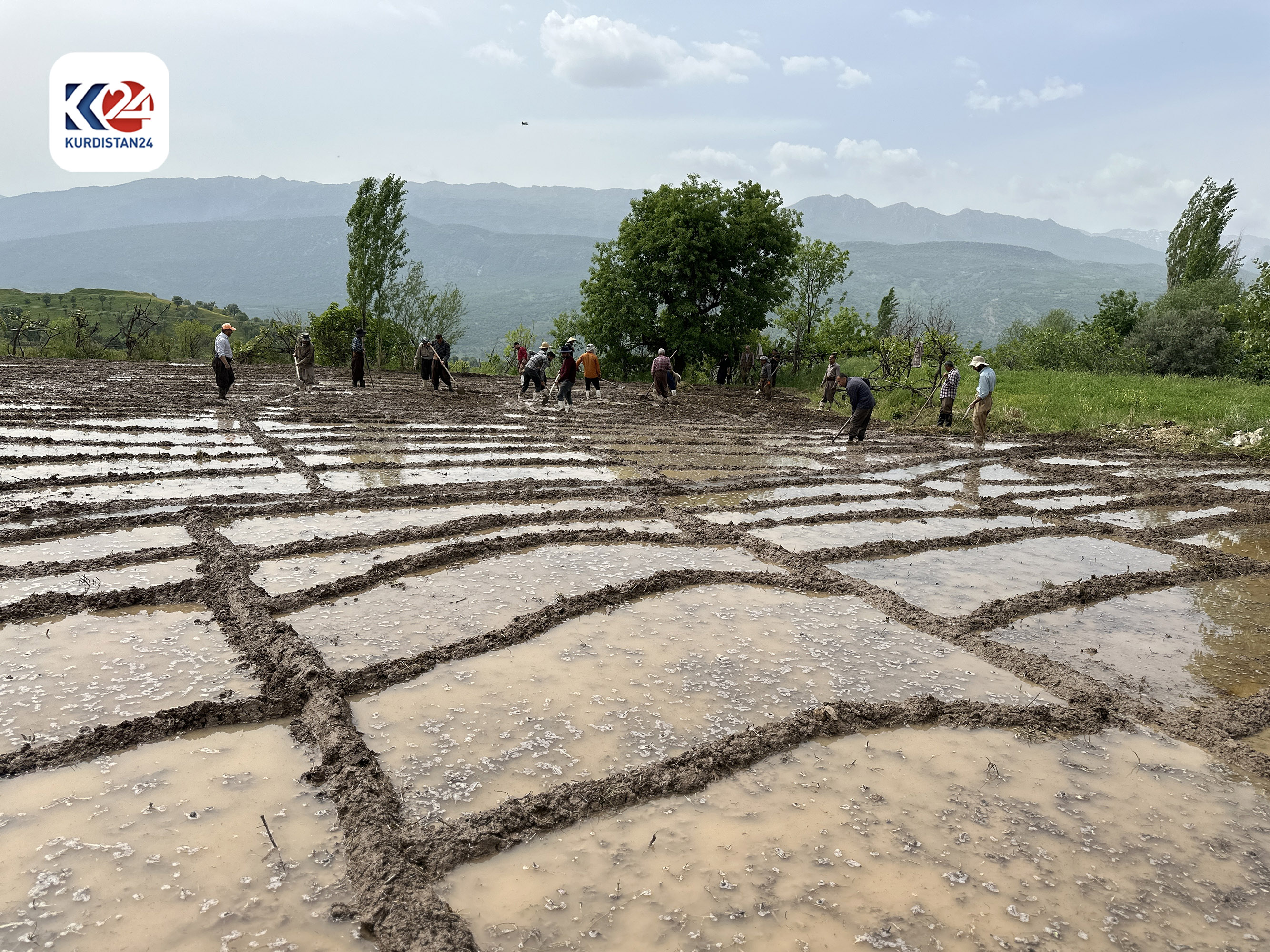 Rice planting in Amedi district, April 21, 2024. (Photo: Kurdistan24) 