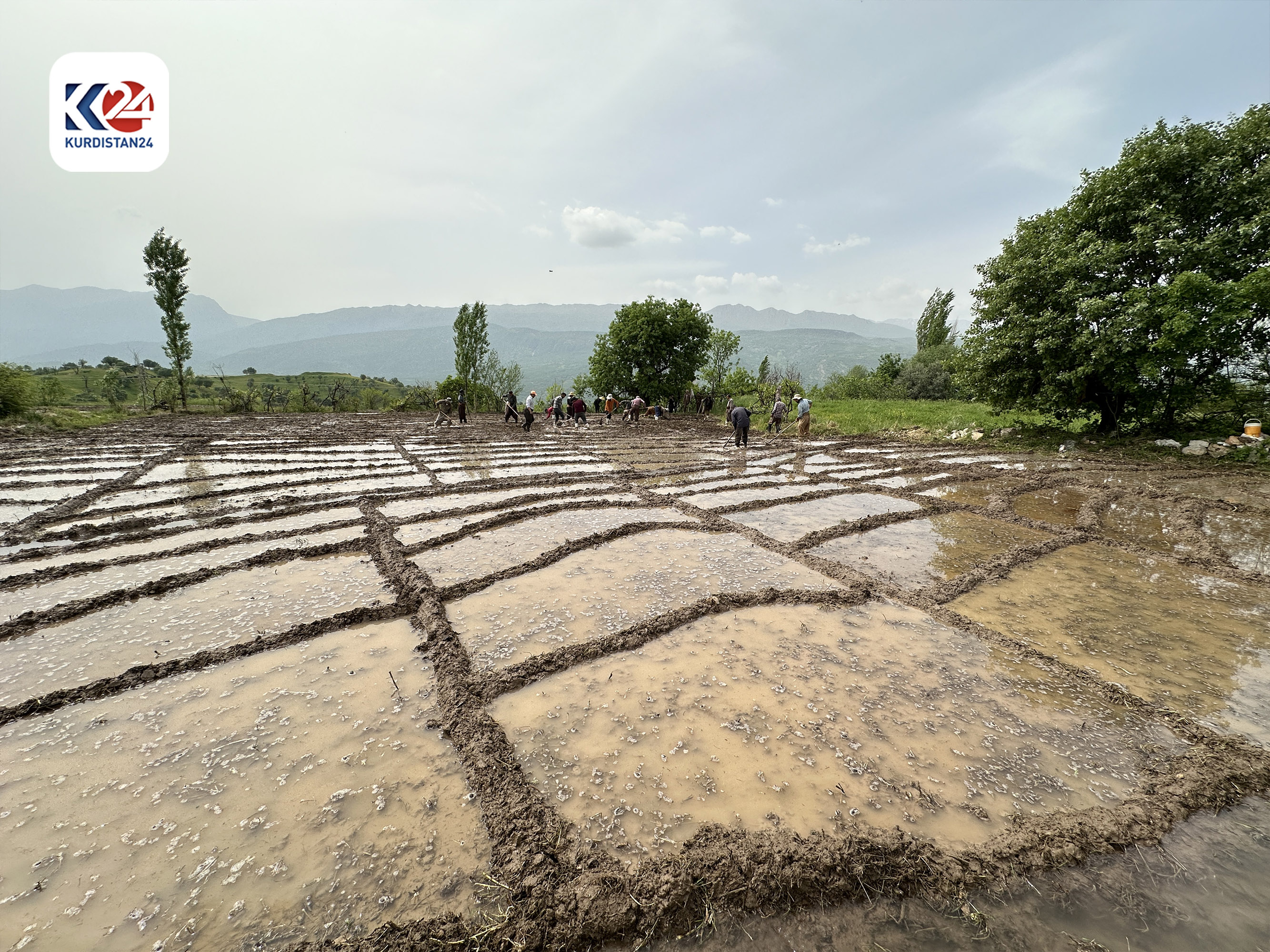 Rice planting in Amedi district, April 21, 2024. (Photo: Kurdistan24) 