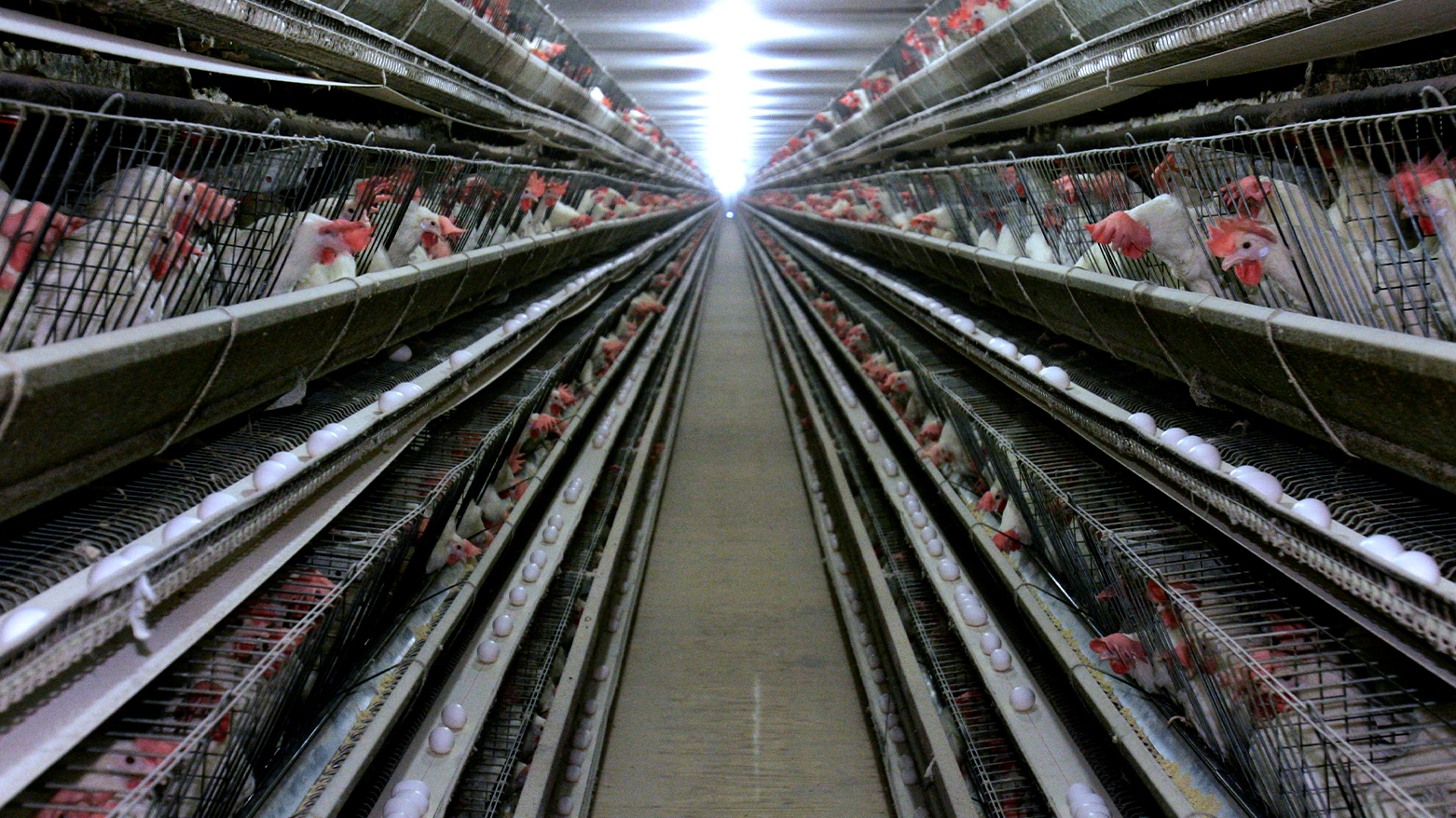 An egg-laying chicken farm. (Photo: AP)