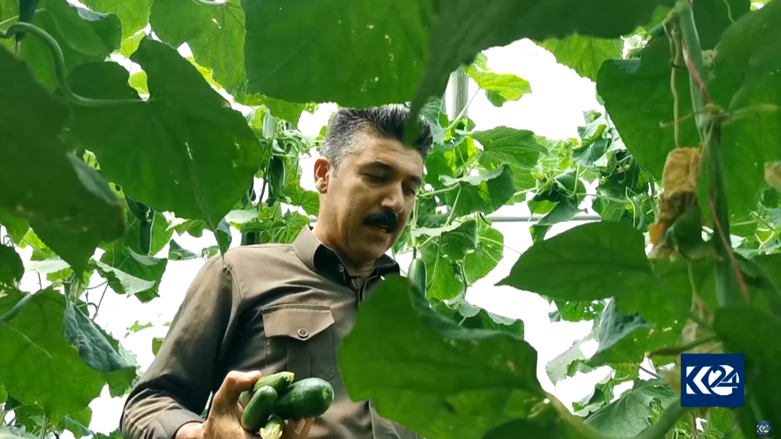 Ayoub, a  farmer in Sulaimani province, holds a number of newly harvested cucumbers, August 6, 2021. (Photo: Kurdistan 24)