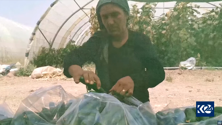 A female famer package harvested cucumbers for marketing, August 6, 2021. (Photo: Kurdistan 24)