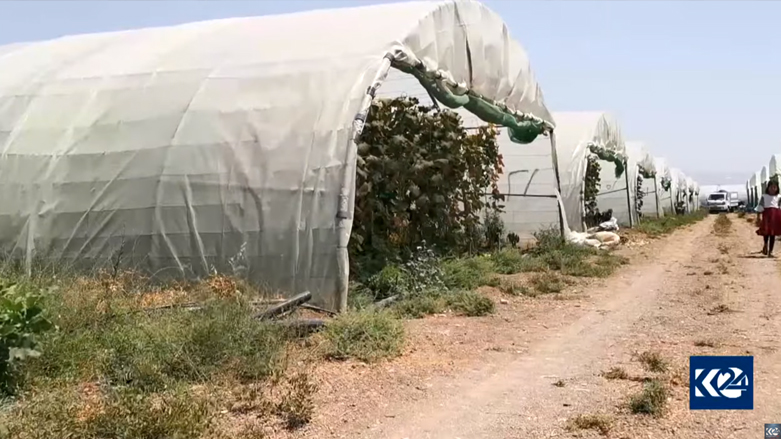 The greenhouses that Ayoub supervises are pictured, August 6, 2021. (Photo: Kurdistan 24)