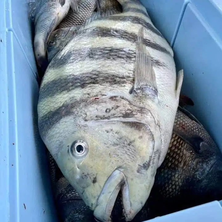 ده&zwnj;می له&zwnj; شێوه&zwnj;ی مه&zwnj;ڕ دایه&zwnj; و ماسییه&zwnj;كی ده&zwnj;گمه&zwnj;نه&zwnj;