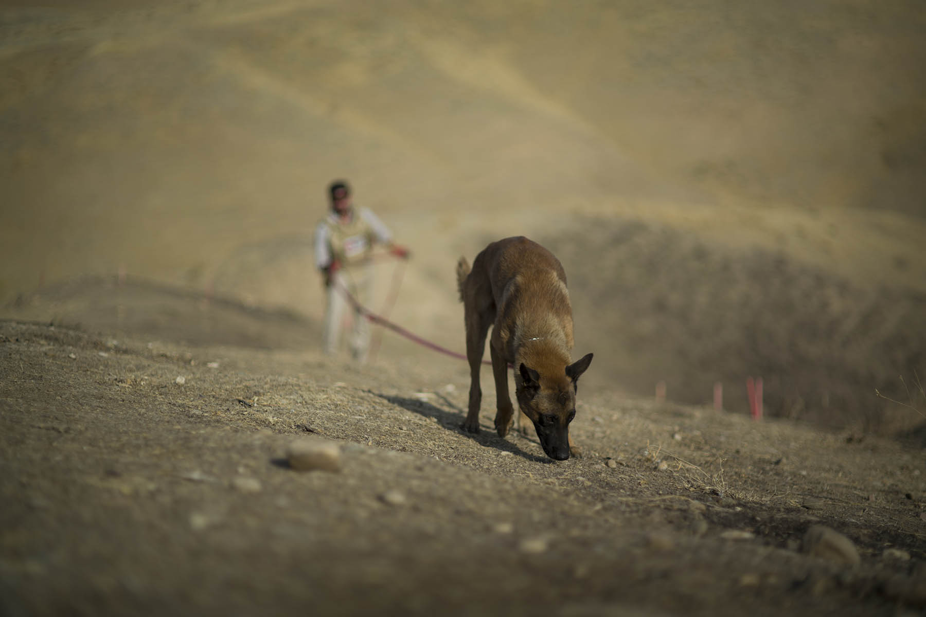 Dogs are especially effective with Type 72 minimum metal mines as detectors are difficult to use. (Photo: Sean Sutton/MAG) 