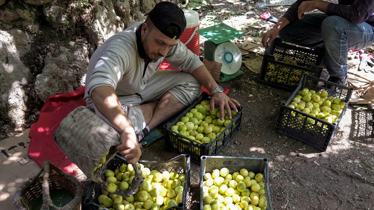 Kurdish men organise baskets of figs in a fig tree field in the Kurdish town of Akre, August 19, 2021. (Photo: Safin Hamed/AFP)