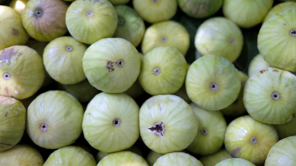 Figs from a tree in a field in the Kurdish town of Akre, August 19, 2021. (Photo: Safin Hamed/AFP)